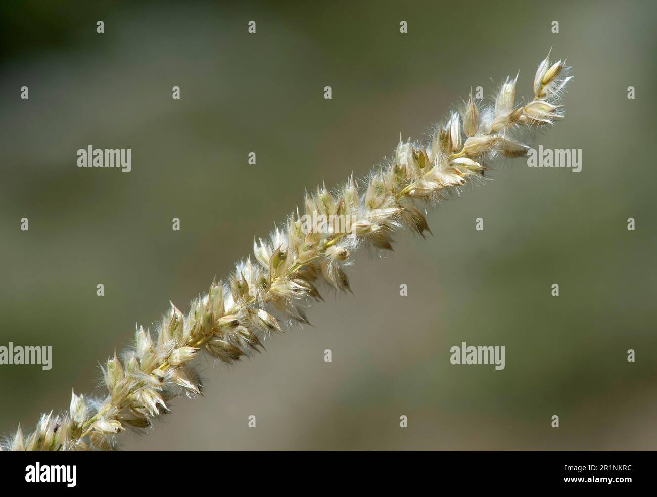 Hairy melic (Melica ciliata), Pfyn-Finges Nature Reserve, Valais, Switzerland Stock Photo