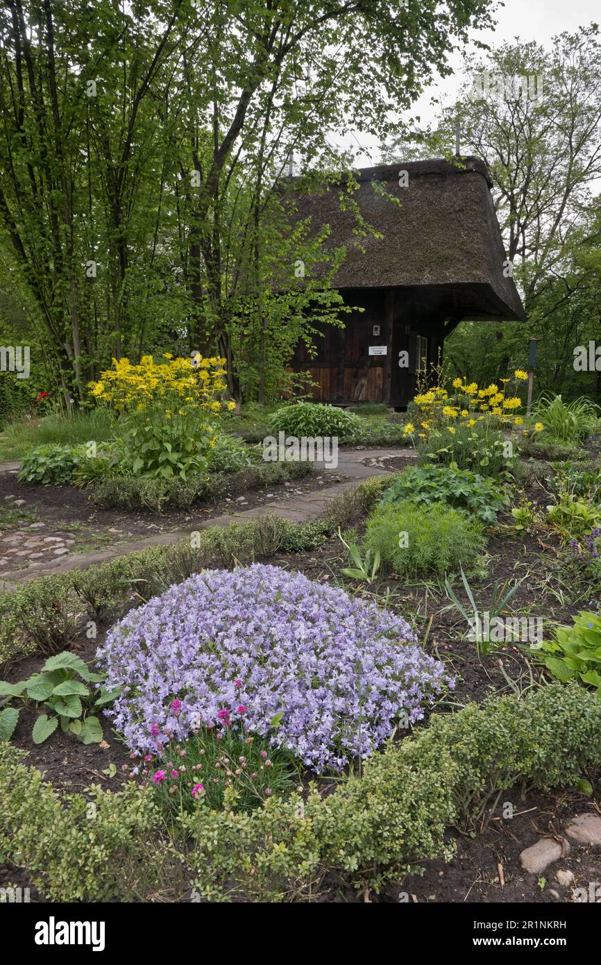 Cottage garden with cushion phlox (Phlox stolonifera) and leopard's bane (Doronicum), Bremen, Germany Stock Photo