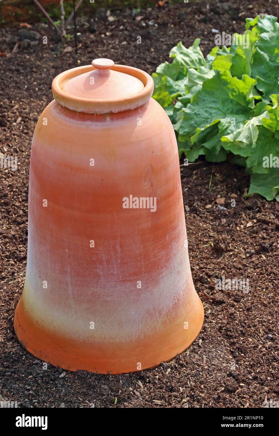 Clay pot used to force Rhubarb Stock Photo