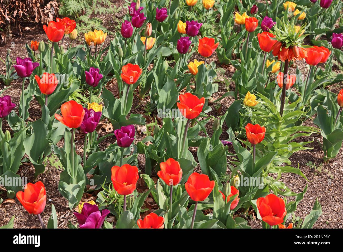 Colourful border in garden hi-res stock photography and images - Alamy