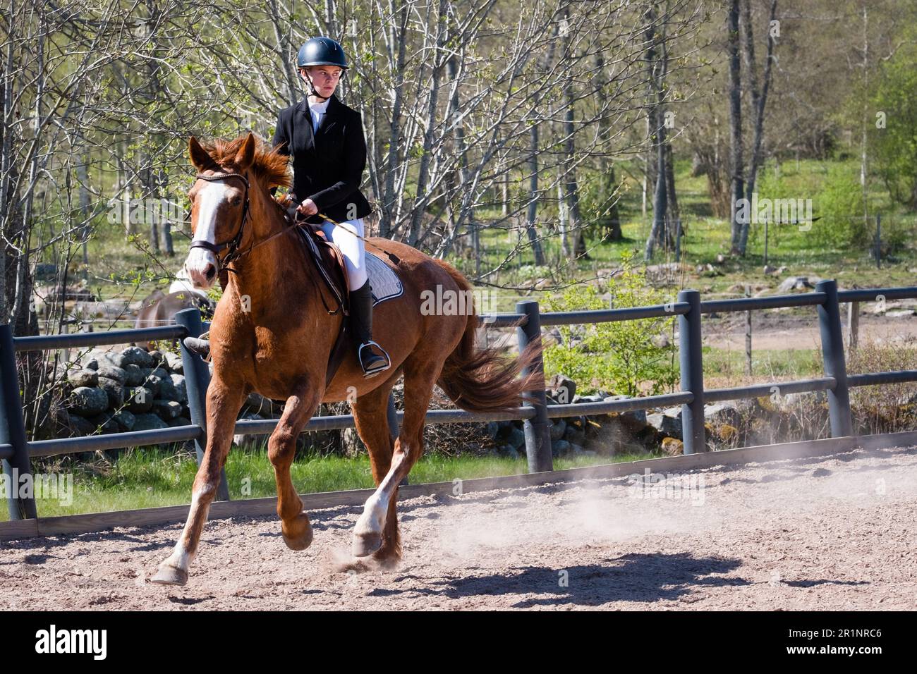 Sleipner horse hi-res stock photography and images - Alamy