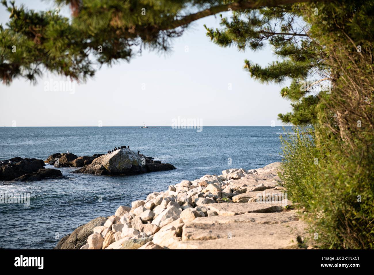 Cormorants on a rock by the Newport Cliff Walk public access path Stock Photo
