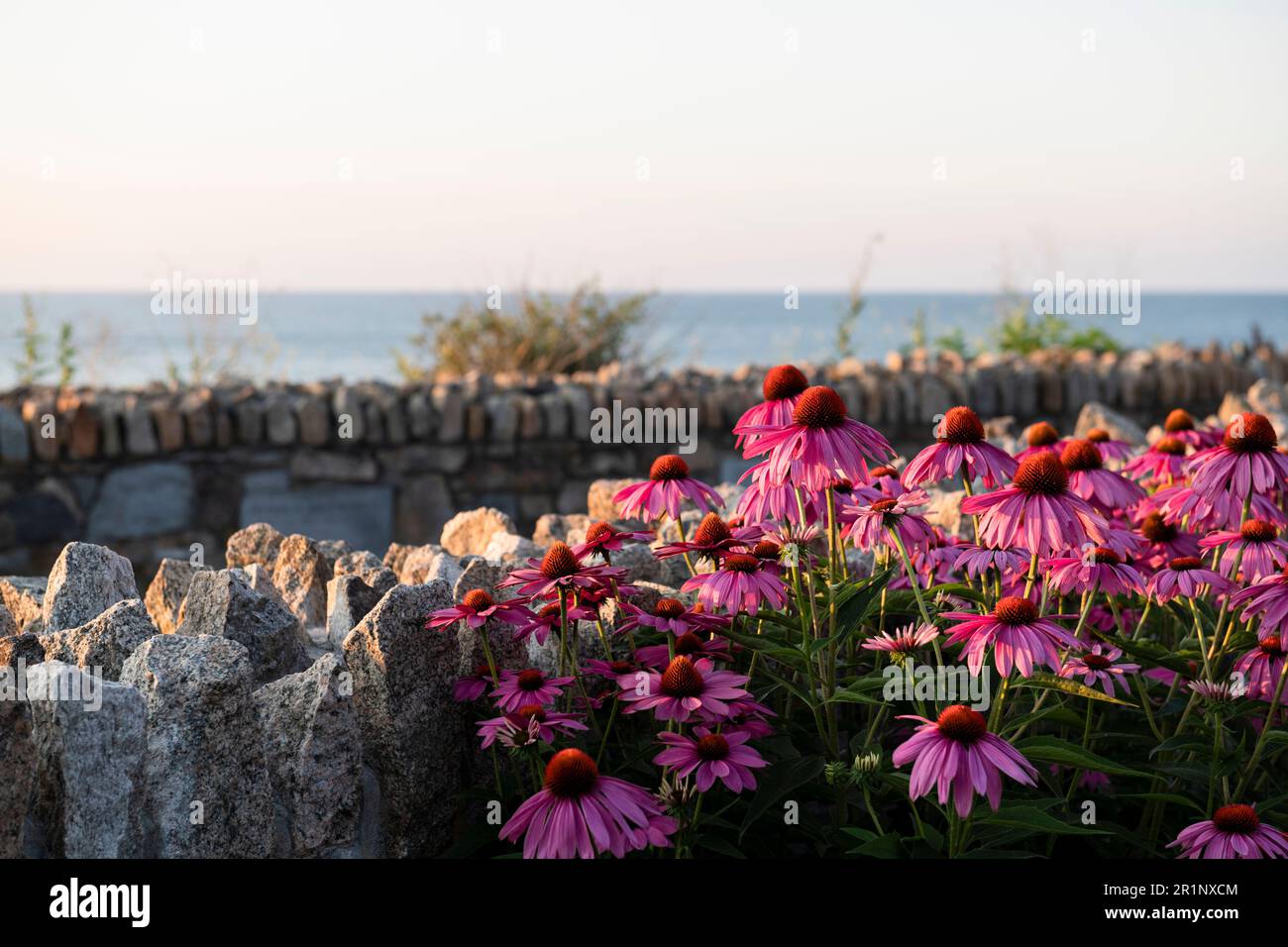 Newport Cliff Walk flowers at sunrise in summer Stock Photo