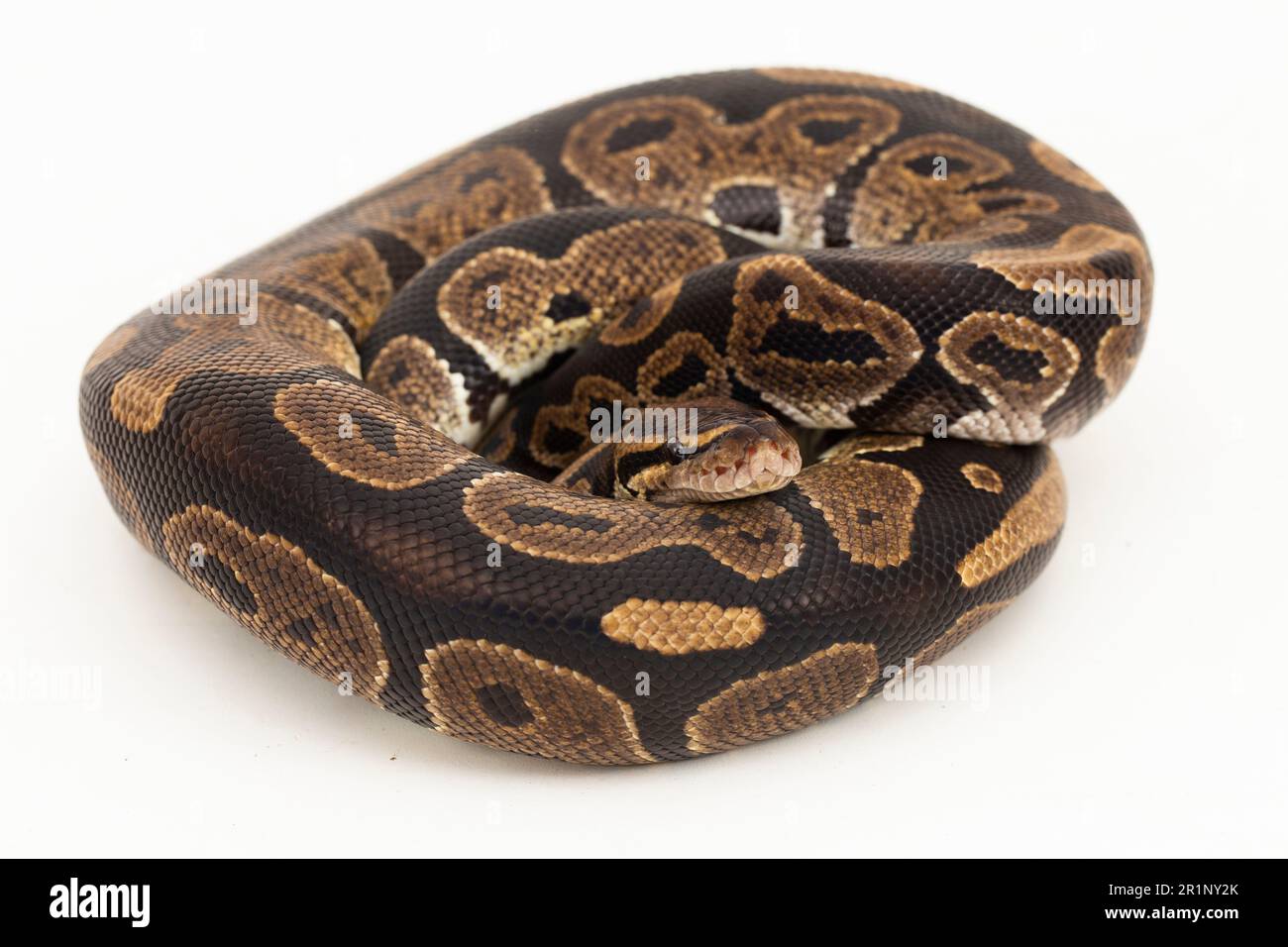 ball python, Python regius snake isolated on white background Stock ...