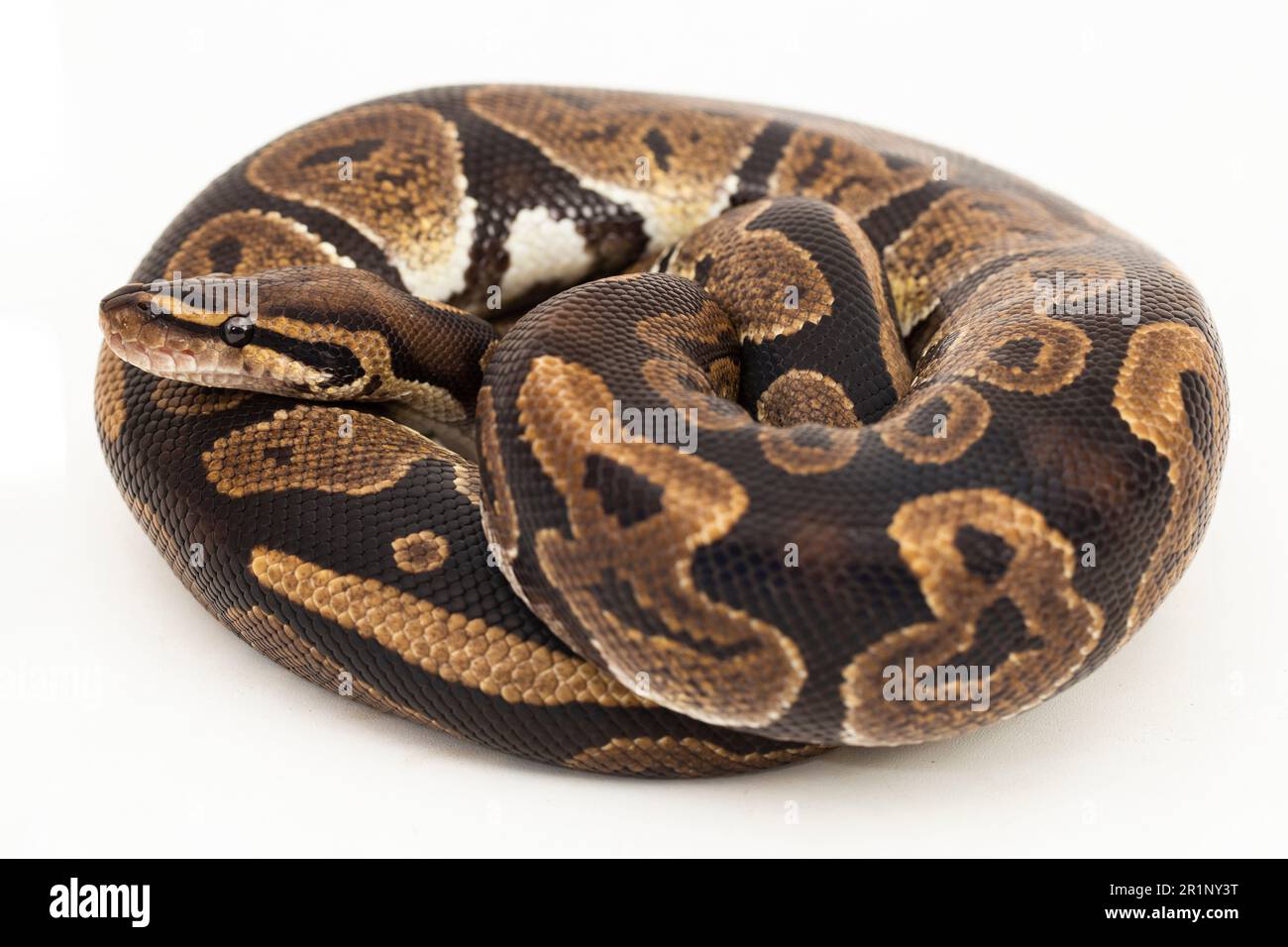 ball python, Python regius snake isolated on white background Stock ...