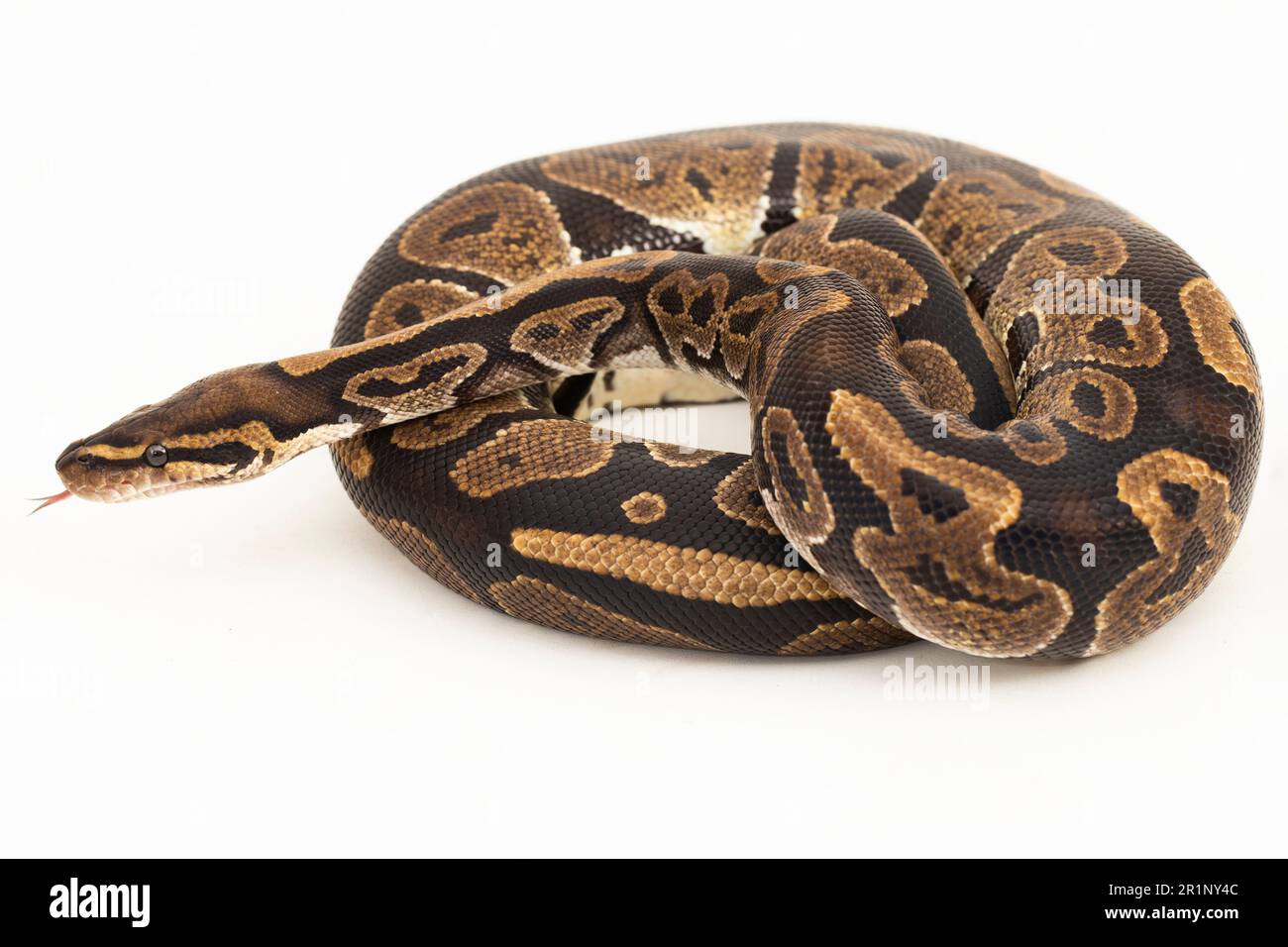 ball python, Python regius snake isolated on white background Stock ...