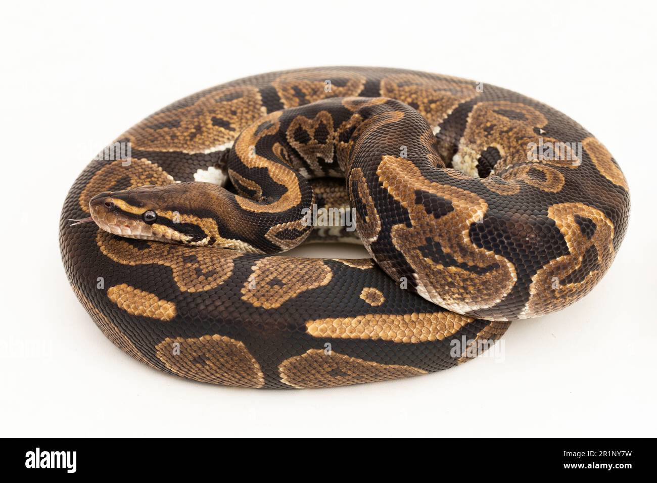 ball python, Python regius snake isolated on white background Stock ...