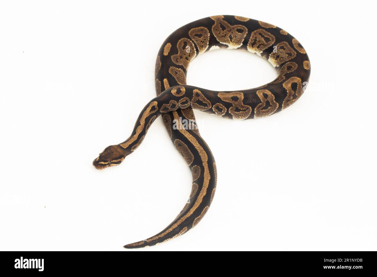 ball python, Python regius snake isolated on white background Stock ...
