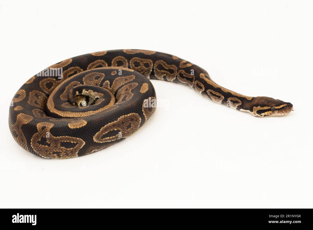 ball python, Python regius snake isolated on white background Stock ...