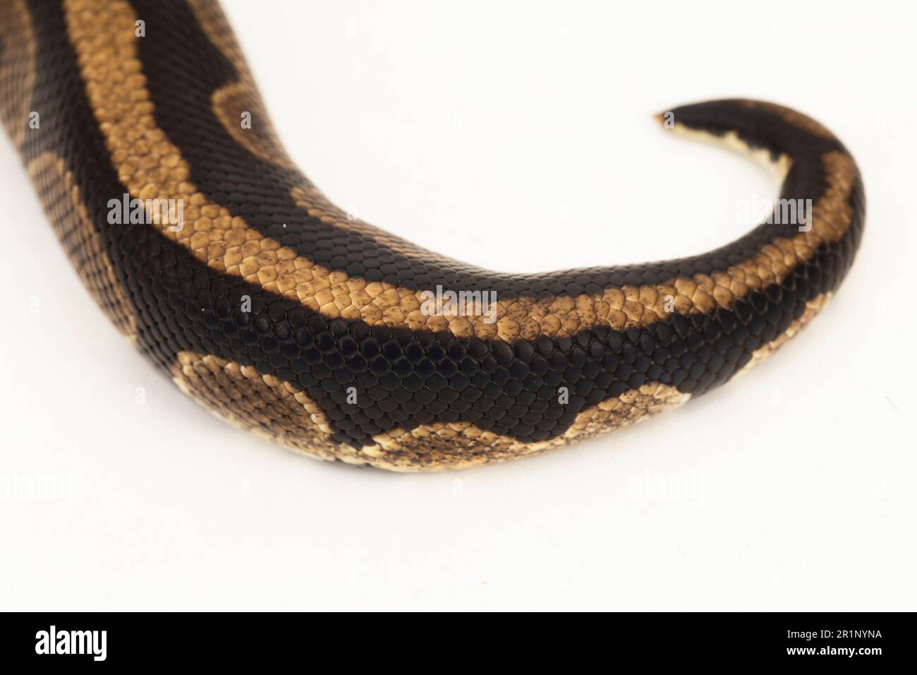 ball python, Python regius snake isolated on white background Stock ...