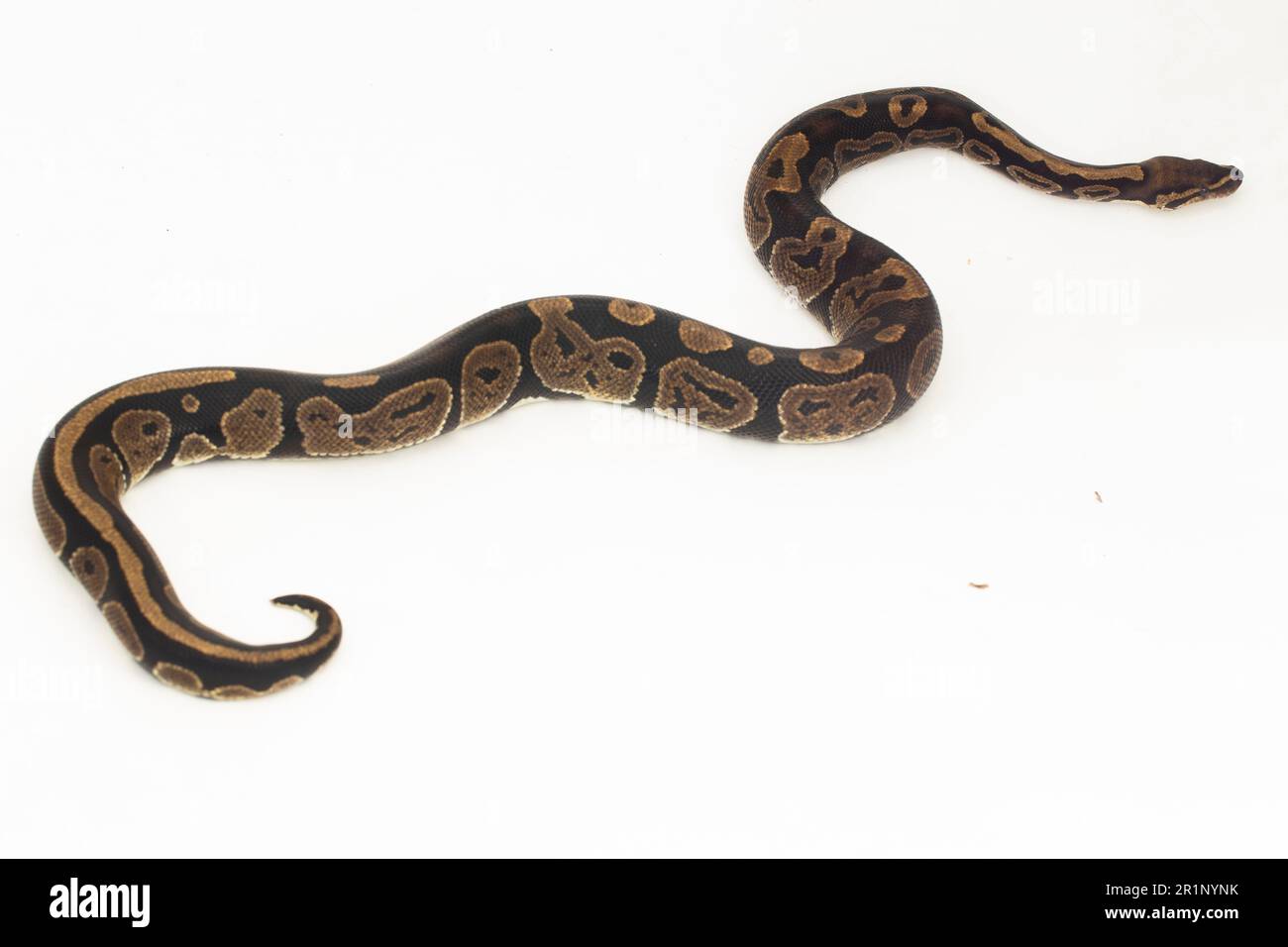 ball python, Python regius snake isolated on white background Stock ...