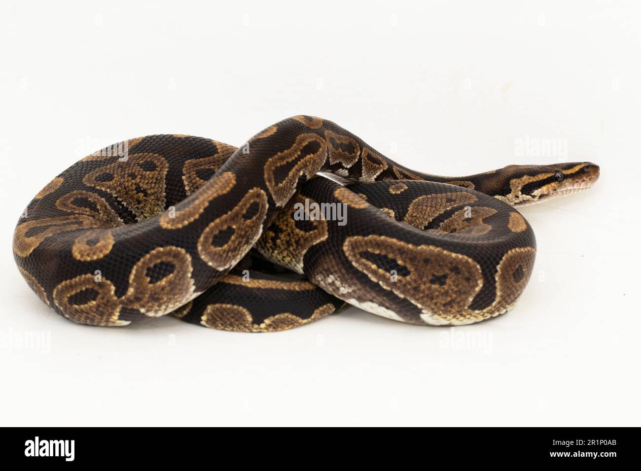 ball python, Python regius snake isolated on white background Stock ...