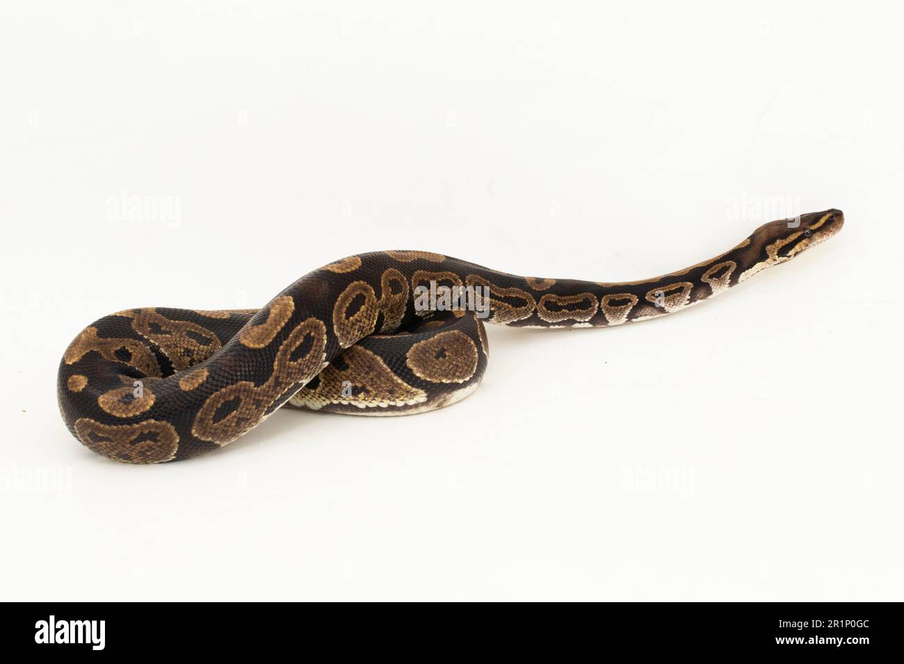 ball python, Python regius snake isolated on white background Stock ...