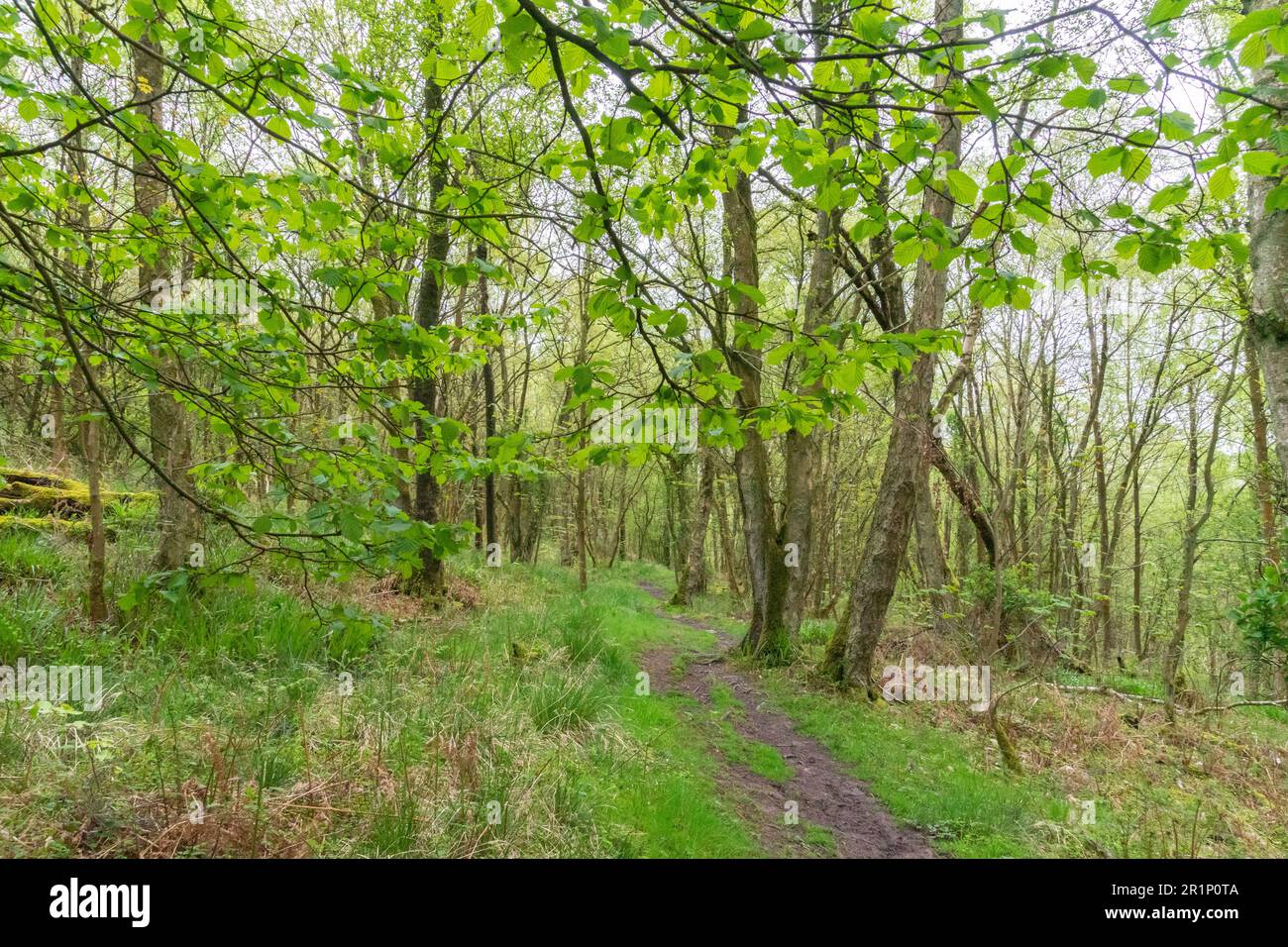 A woodland path in Spring in Northumberland UK Stock Photo - Alamy