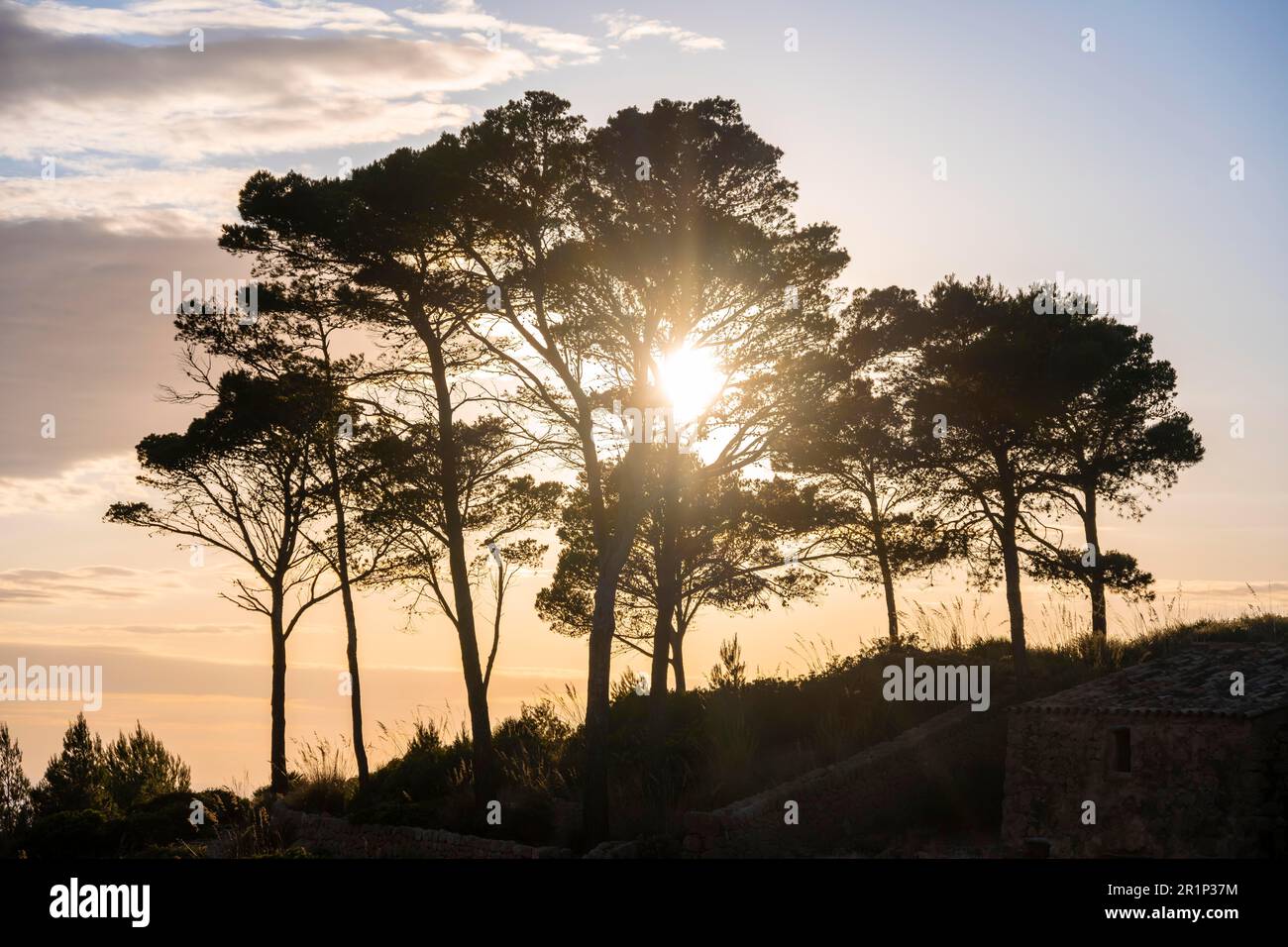 Evening atmosphere, trees at sunset, Majorca, Spain Stock Photo