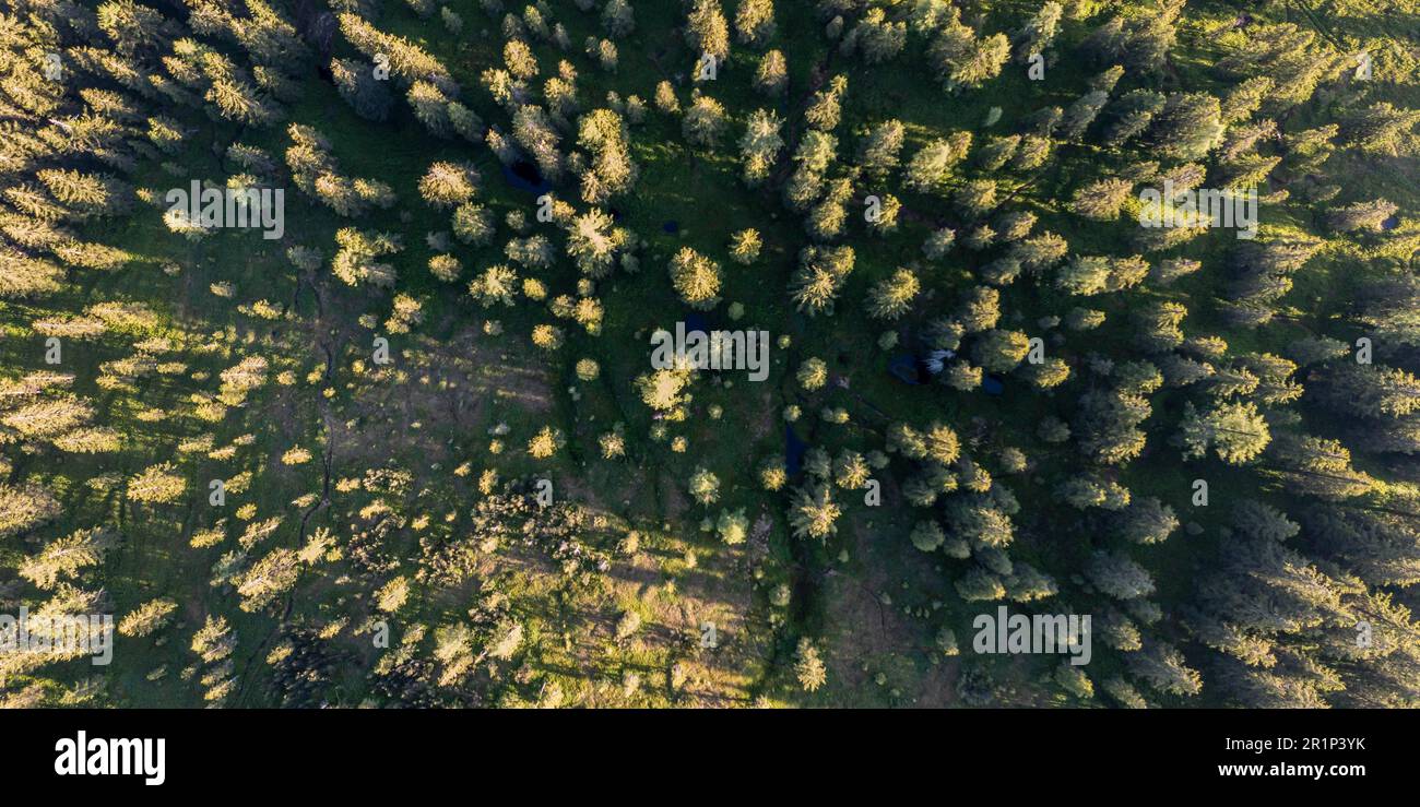 Summer forest aerial view hi-res stock photography and images - Alamy