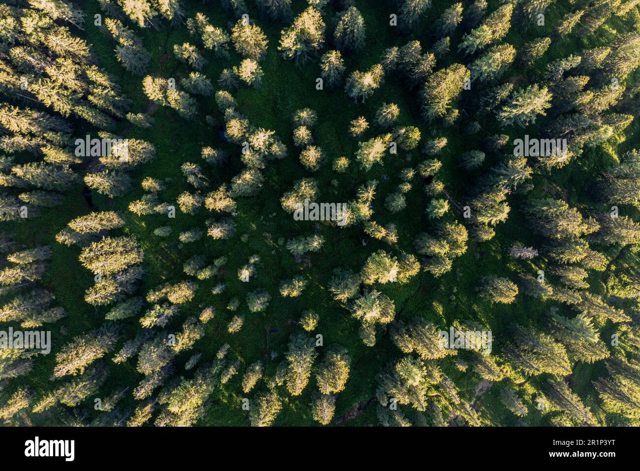 Aerial summer forest hi-res stock photography and images - Alamy