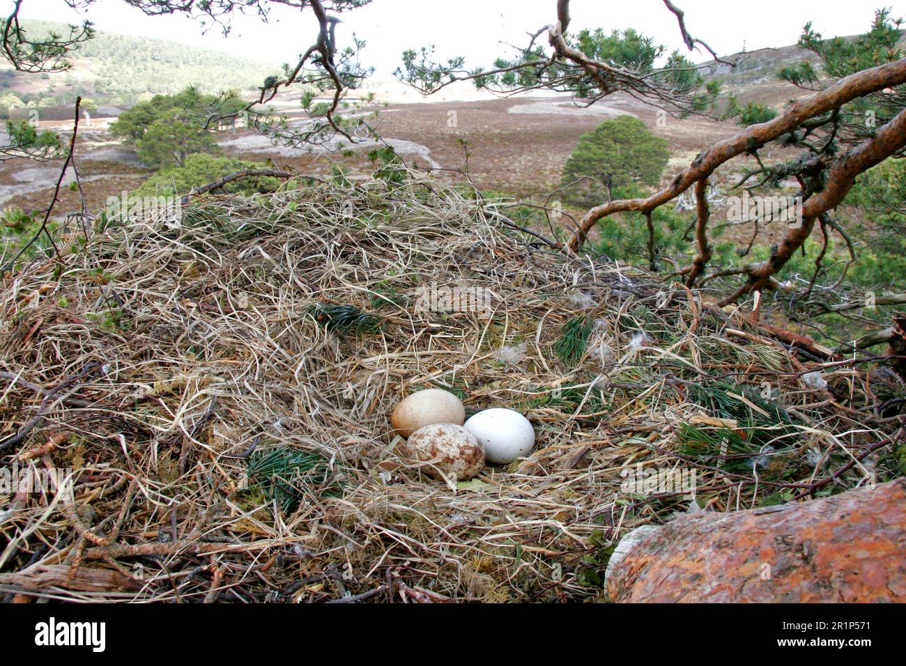Golden eagle (Aquila chrysaetos) three eggs, nest in pine tree