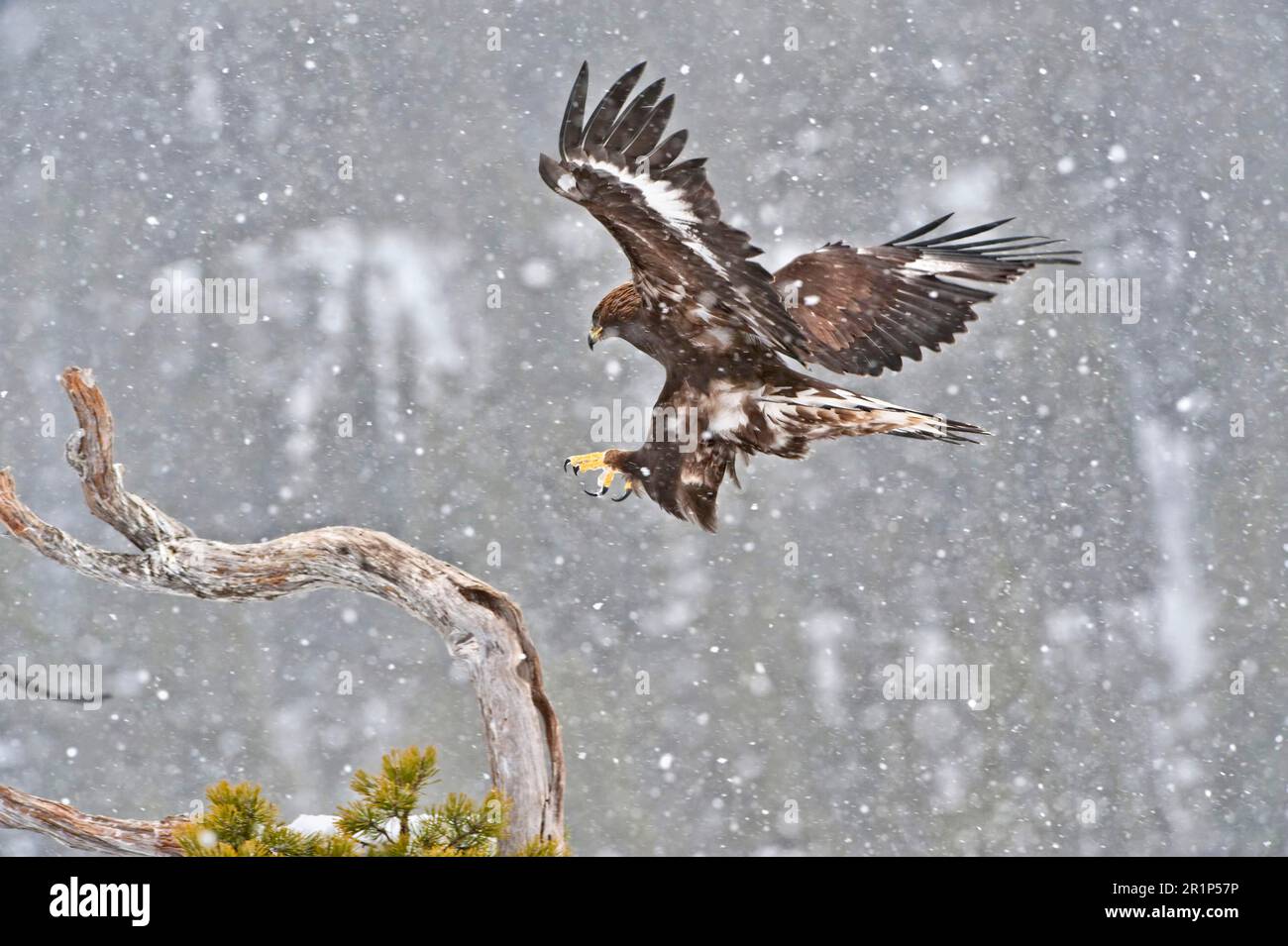Golden Eagle (Aquila chrysaetos) immature, in flight, landing on branch