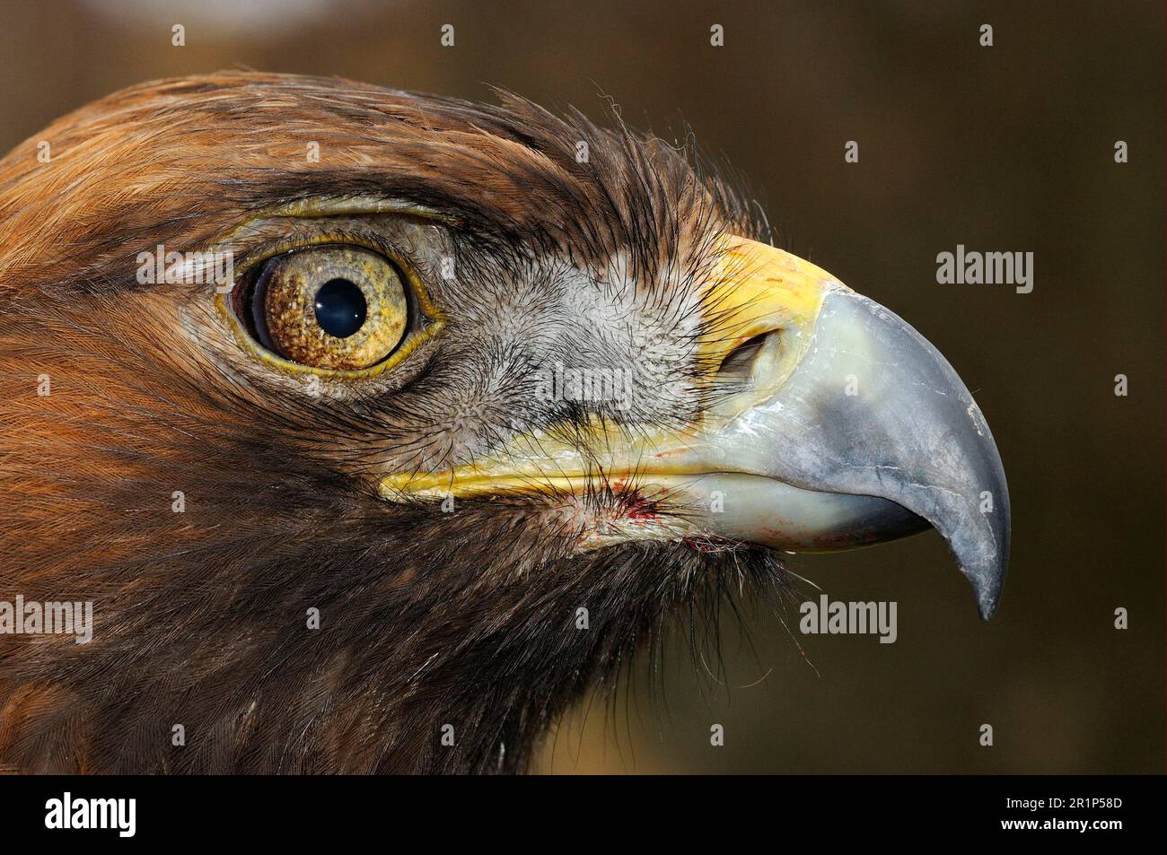 Closeup Head Of A Golden Eagle Isolated On Black Background Stock Photo -  Download Image Now - iStock
