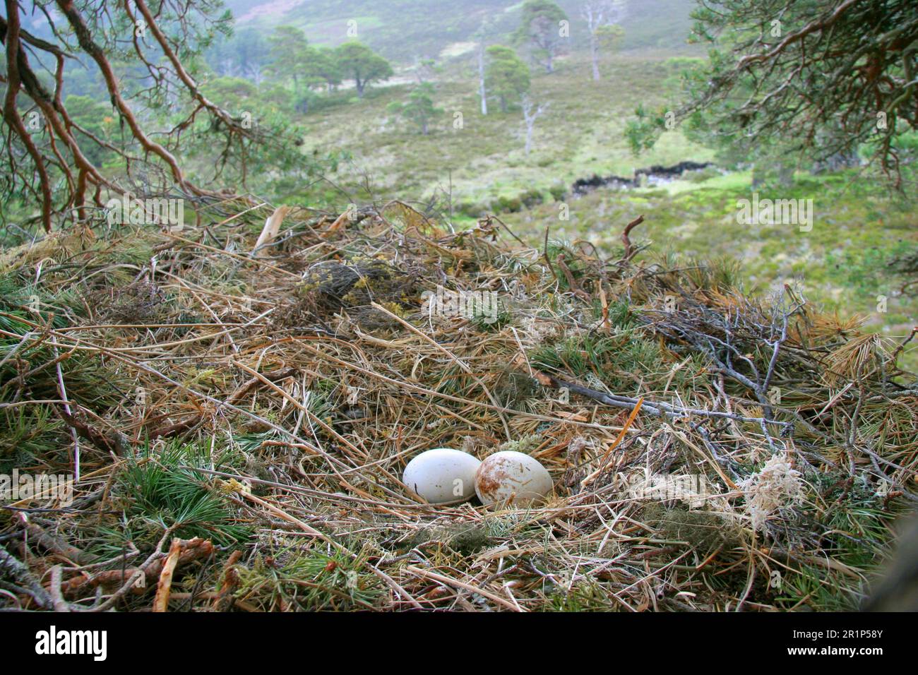 Golden eagle (Aquila chrysaetos) two eggs, nest in pine tree, in