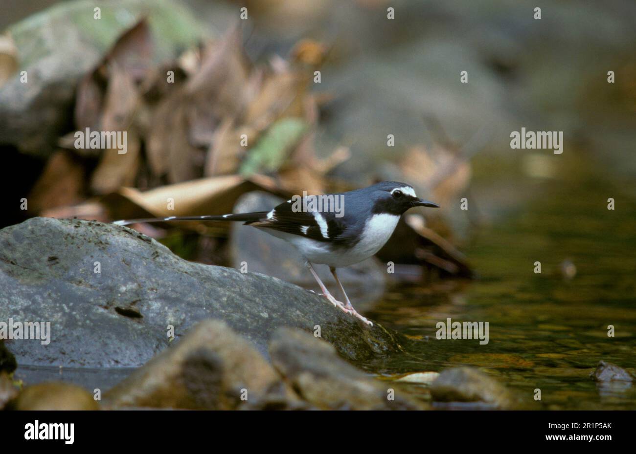 Scissortail, Songbirds, Animals, Birds, Slatybacked Forktail