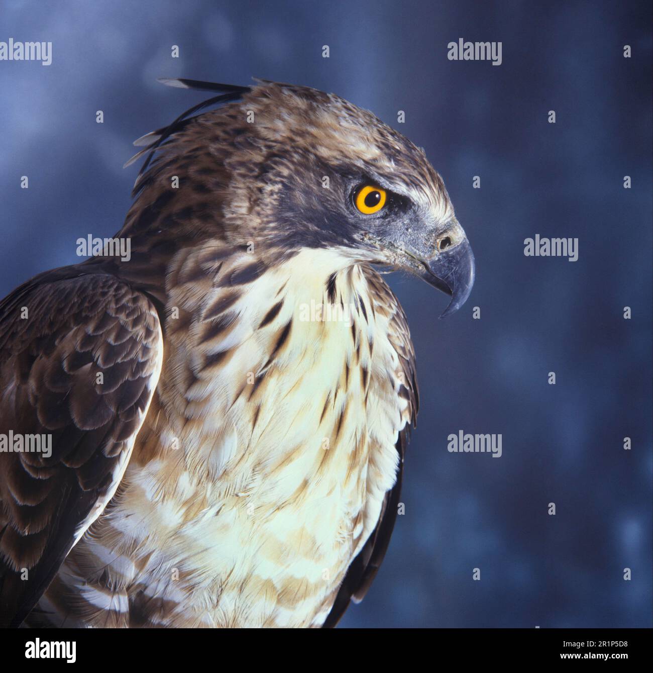 Mountain hawk-eagle (Nisaetus nipalensis), Eagle, Birds of Prey, Animals, Birds, Hawk Eagle Hodgson's (Spizaetus nipalensis) Stock Photo
