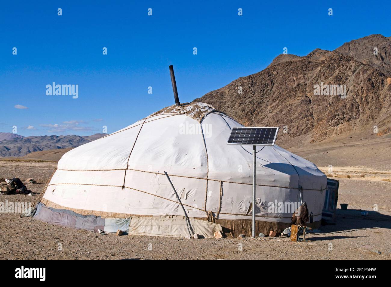 Kazakh nomad ger tent with solar panel and hooded Golden Eagle (Aquila ...