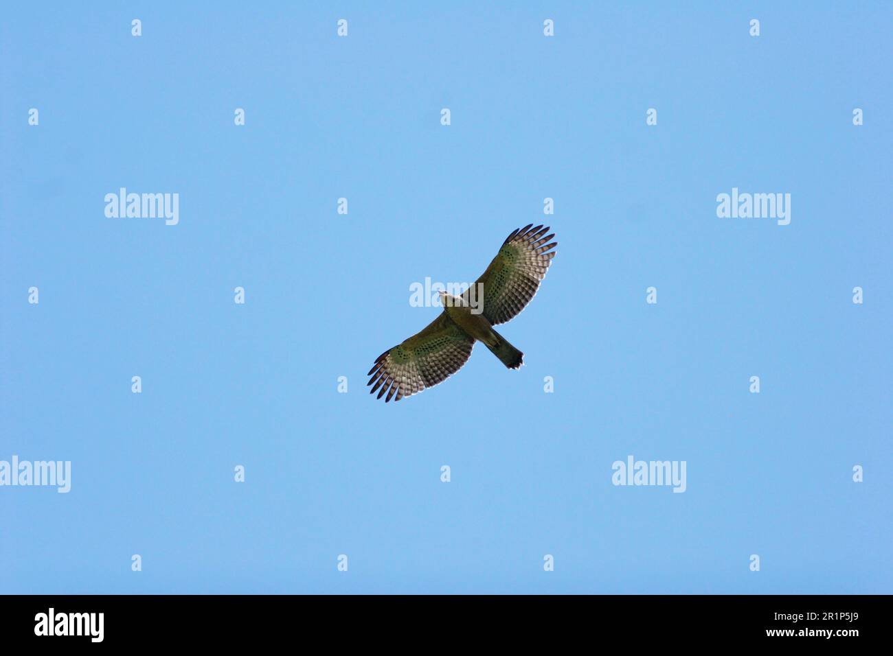Mountain Hawk-eagle (Spizaetus nipalensis) adult, in flight, Jianfengling, Hainan, China Stock Photo