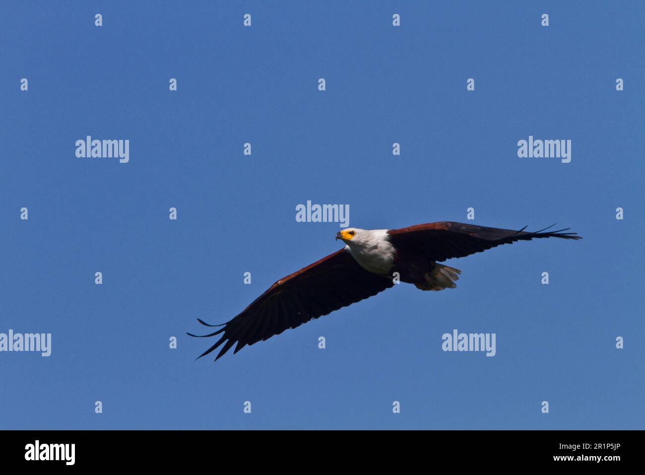 African Fish Eagle, Eagle, Birds of prey, Animals, Birds, Adult African