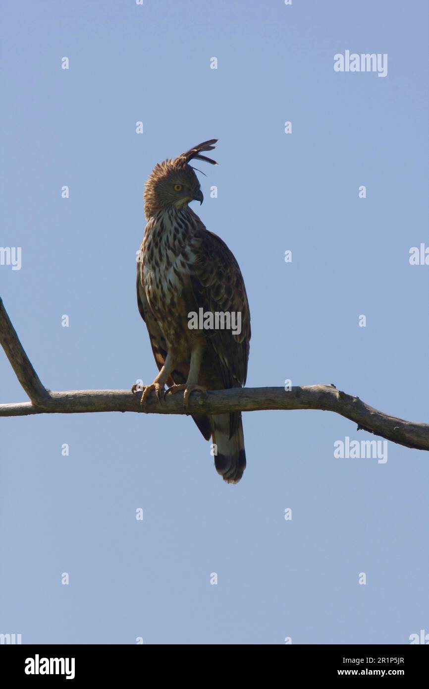 Black Eagle (Ictinaetus malayensis) sub-adult, calling, in flight,  Sinharaja Forest N.P., Sri Lanka, december Stock Photo - Alamy