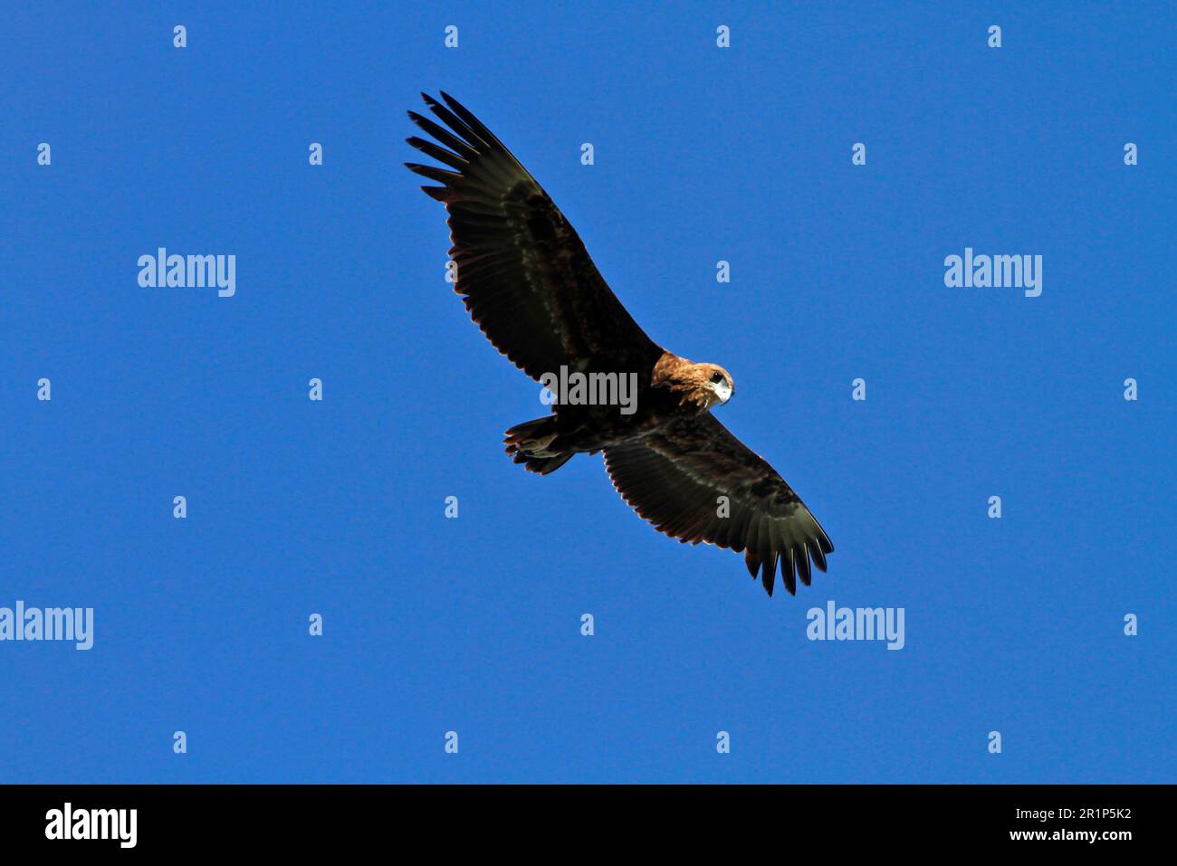 Immature Bateleur Eagle in Flight, Botswana Southern Africa Stock Photo