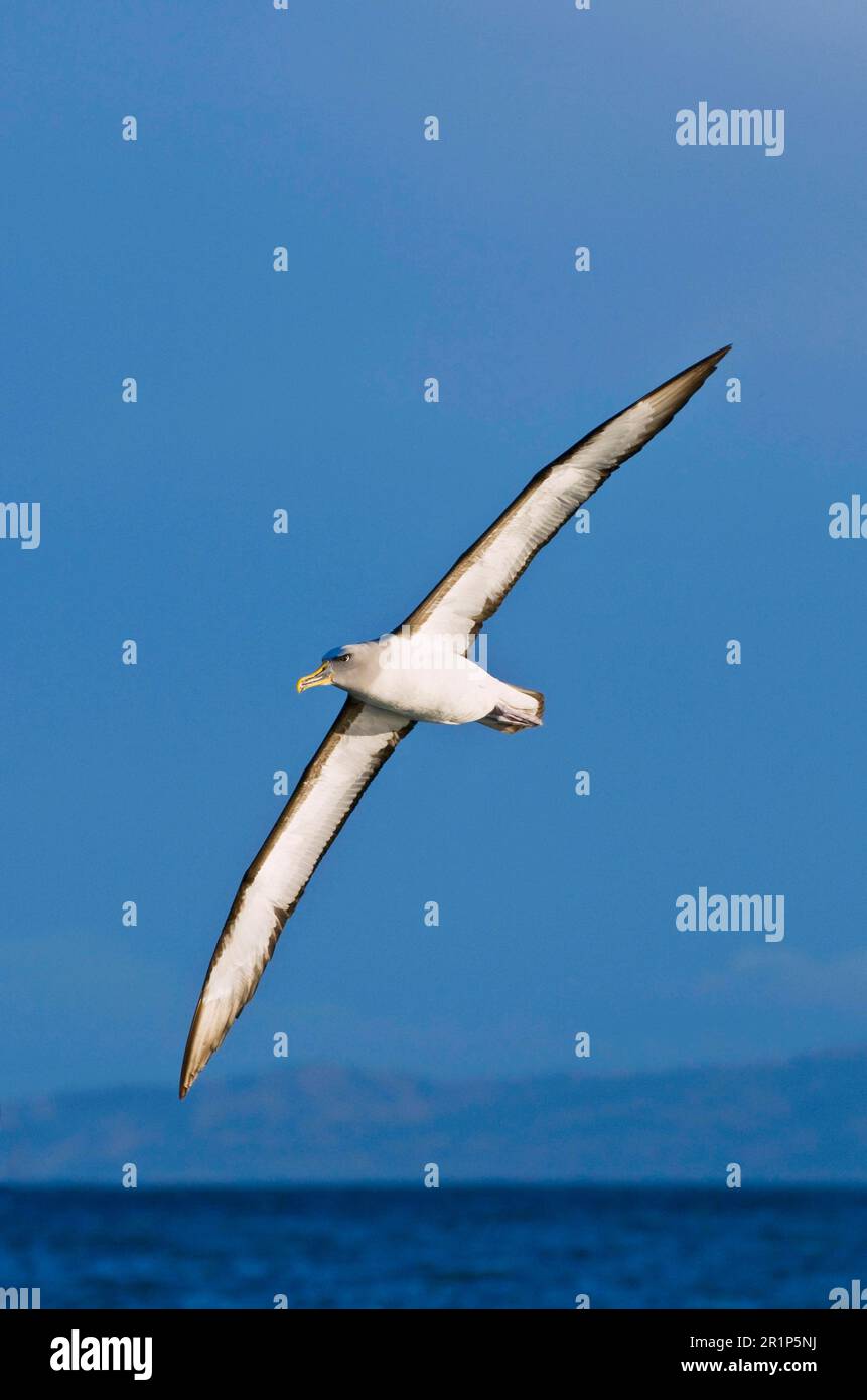 Southern Buller's Albatross (Thalassarche bulleri bulleri) adult, in ...