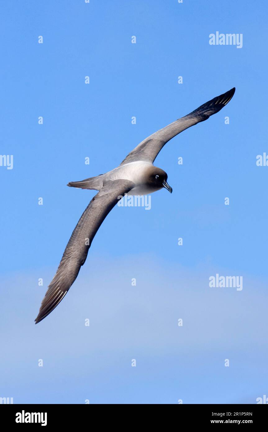 Gold mantled hi-res stock photography and images - Alamy