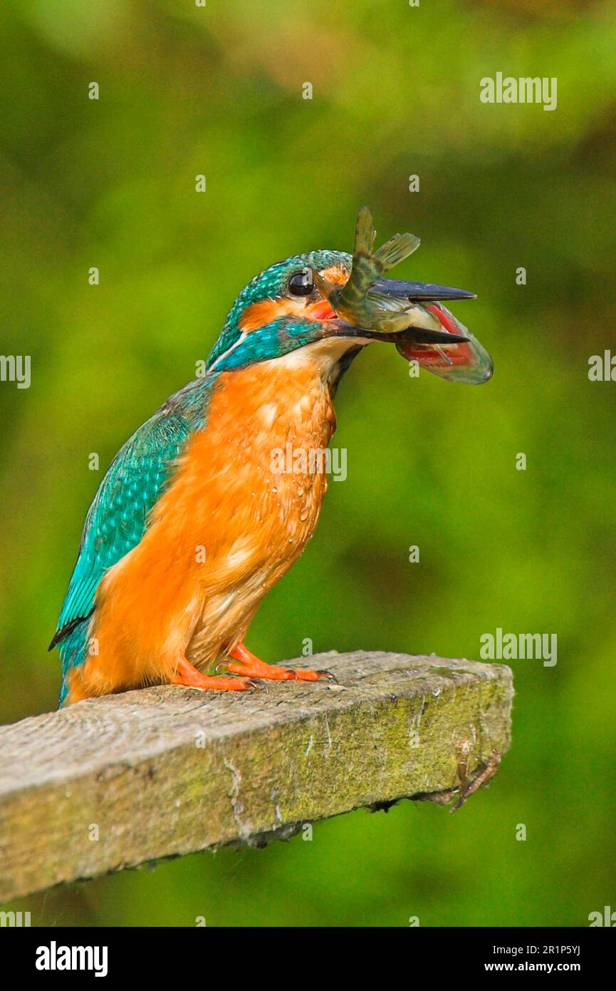 Common kingfisher (Alcedo atthis) adult, perched on wood, with fish in beak Stock Photo