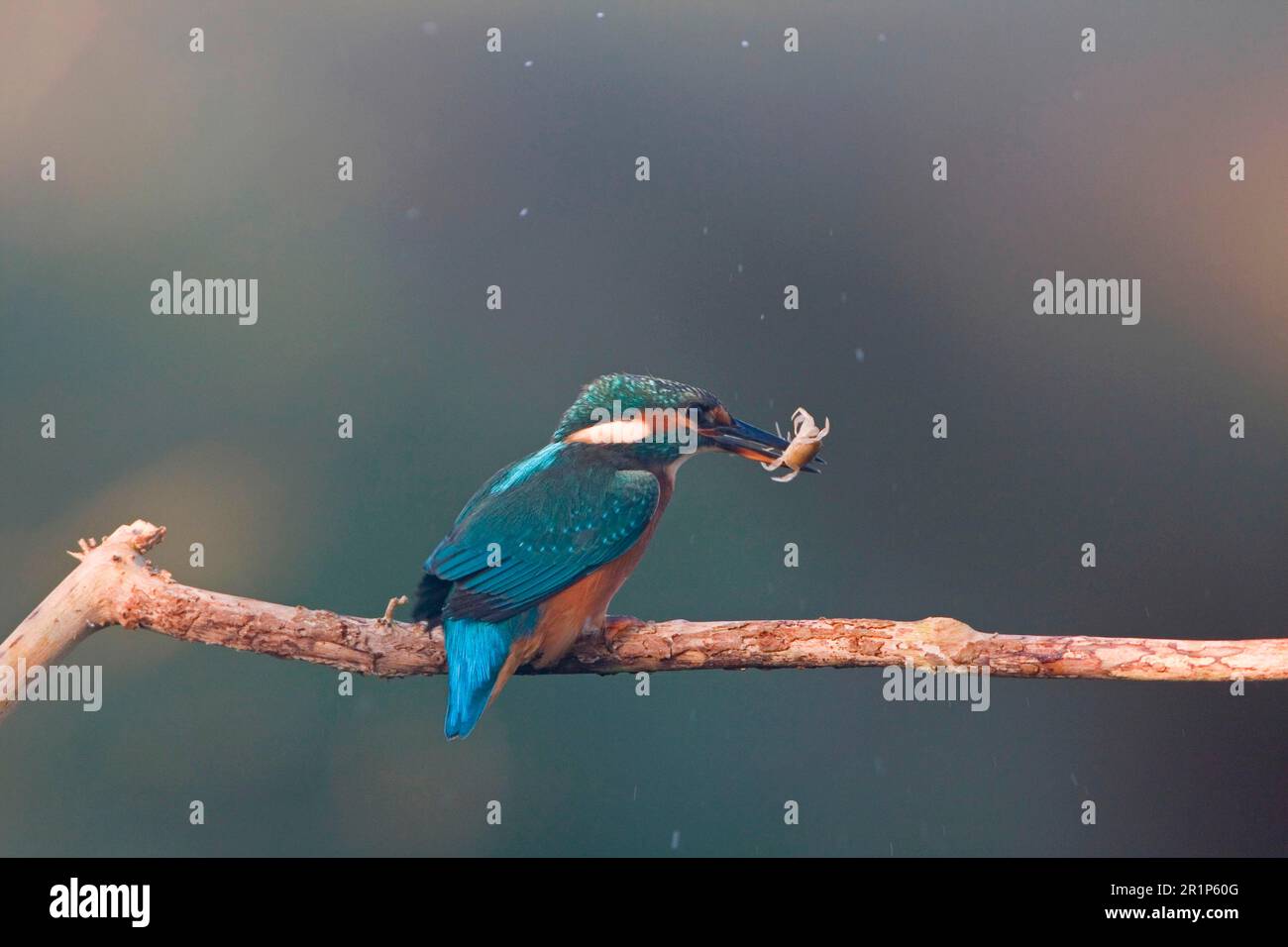 Common kingfisher (Alcedo atthis), young female, meets european green crab (Carcinus maenas) on prey on branch, Suffolk, England, United Kingdom Stock Photo