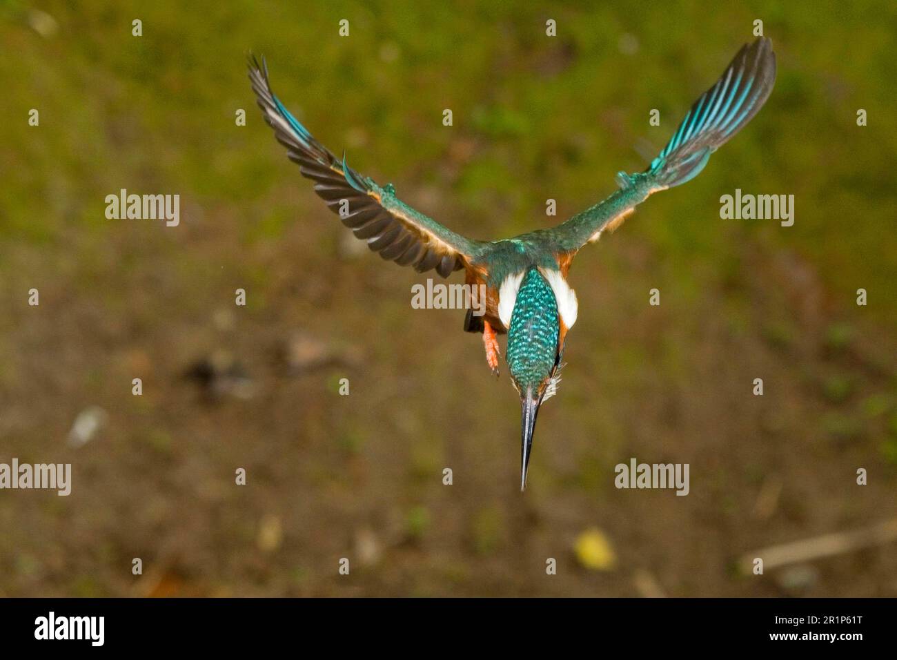 Kingfisher, common kingfishers (Alcedo atthis), animals, birds, Common