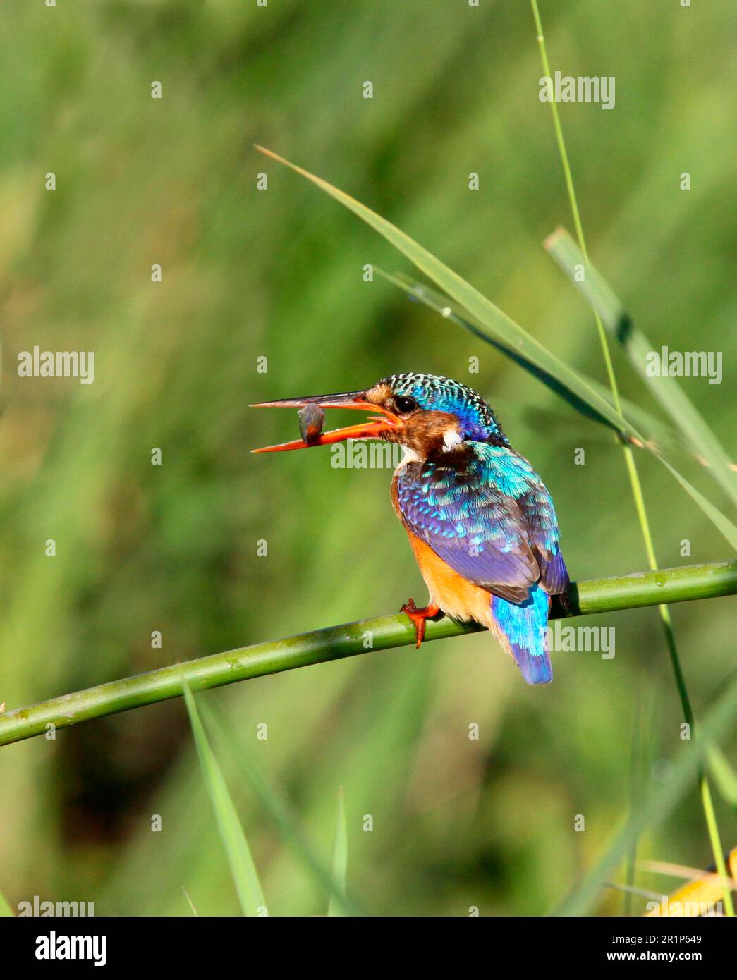 Malachite Kingfisher Okavango Delta Hi res Stock Photography And Images malachite-kingfisher-okavango-delta-hi-res-stock-photography-and-images