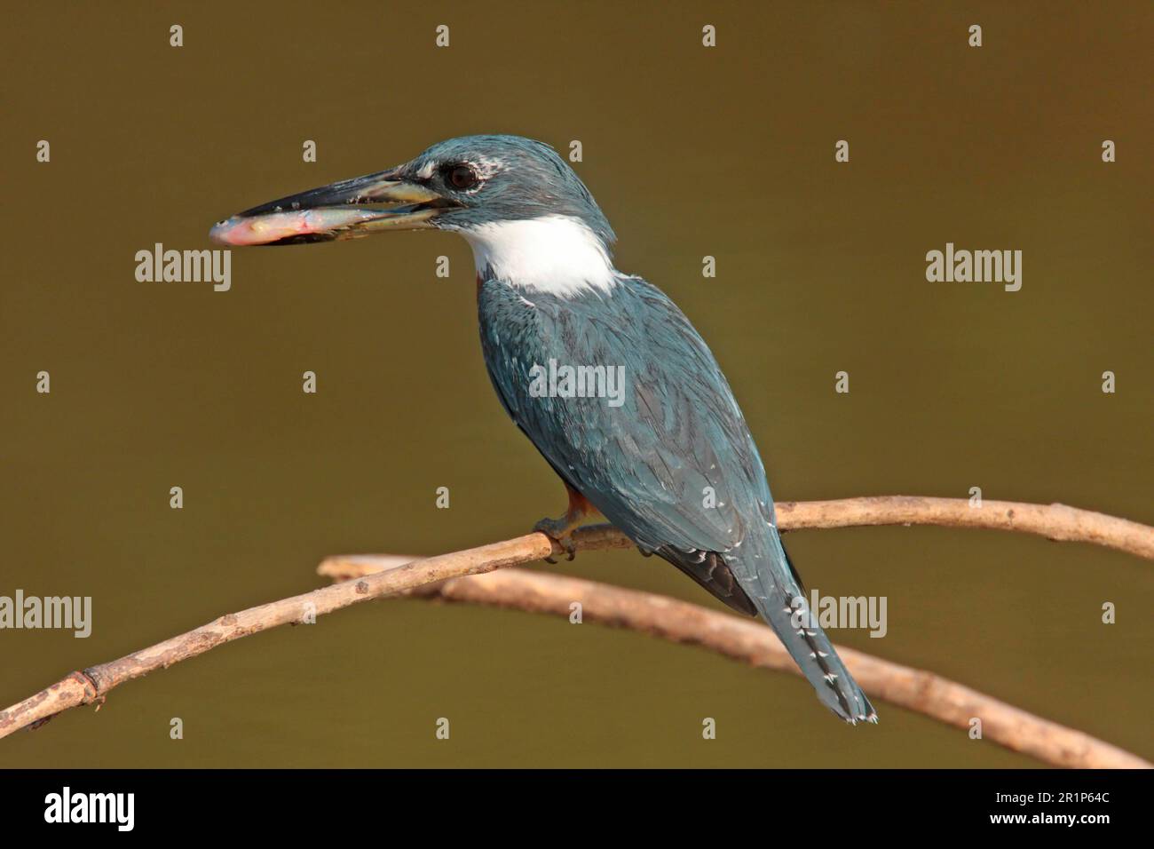 Ringed Kingfisher (Megaceryle torquata torquata) adult female, with fish in beak, perched on twig, Pantanal Wildlife Centre, Mato Grosso, Brazil Stock Photo