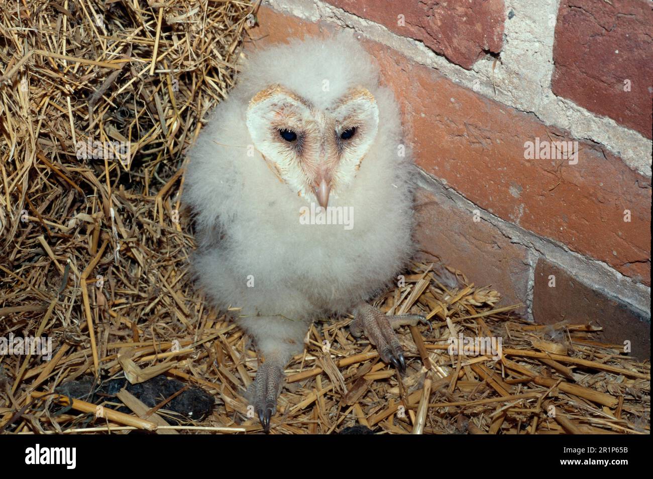 Barn Owl, common barn owls (Tyto alba), Owls, Animals, Birds, Barn Owl Four week old chick (S) Stock Photo