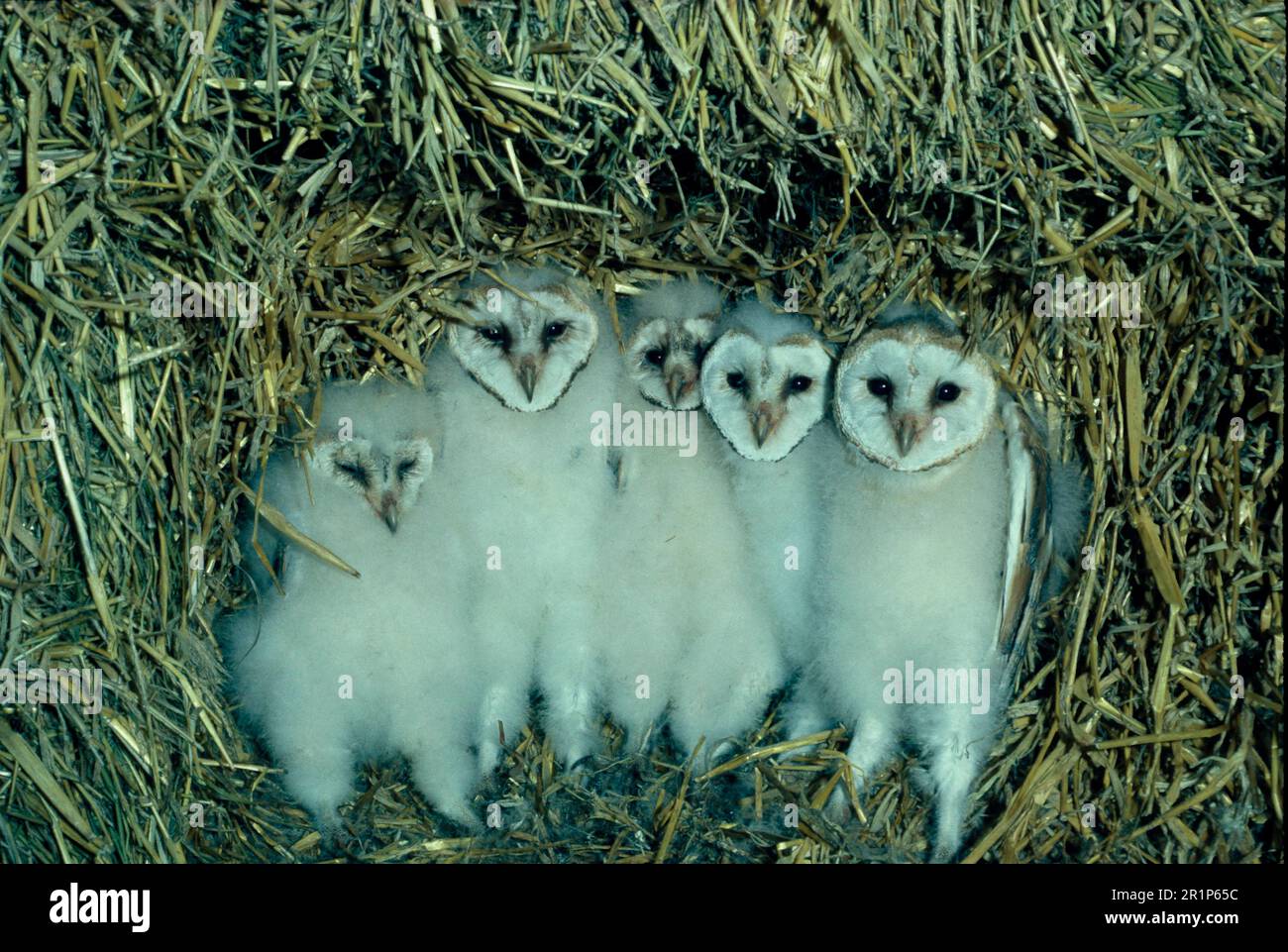 Barn Owl, common barn owls (Tyto alba), Owls, Animals, Birds, Barn Owl Five young sitting amongst straw FL002438 (S) Stock Photo