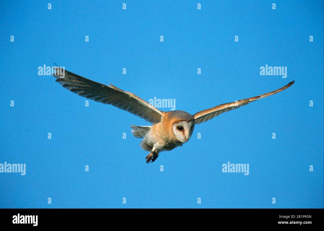Barn Owl (Tyto alba guttata) Dark-breasted form in flight, Welney, Norfolk, England, United Kingdom Stock Photo