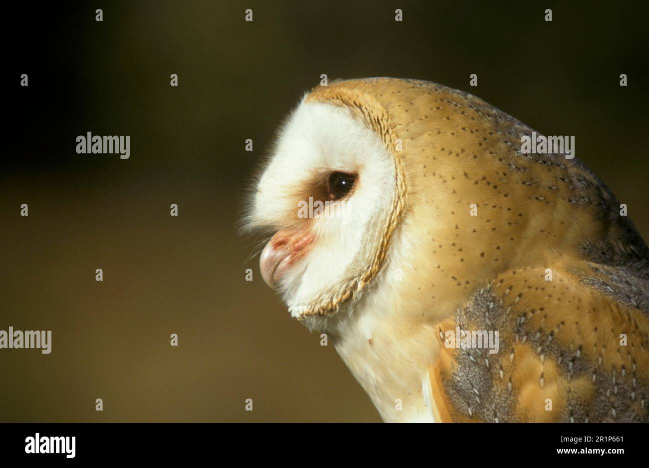 Barn Owl, common barn owls (Tyto alba), Owls, Animals, Birds, Barn Owl Close up of facial mask Stock Photo