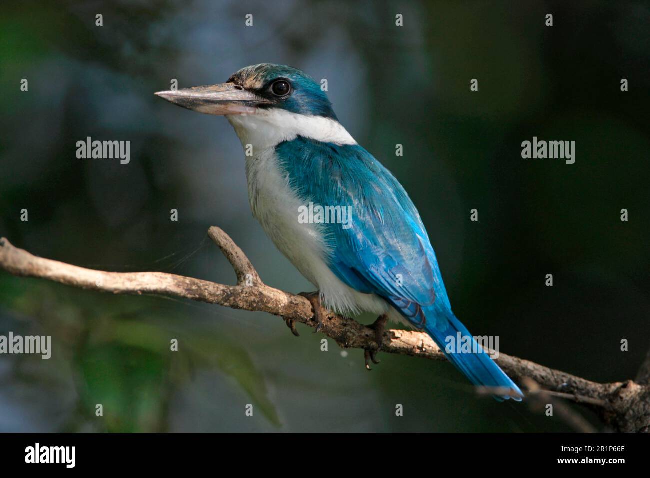 Collared Kingfisher, Kingfisher, Kingfishers, Animals, Birds, Collared Kingfisher (Todirhamphus chloris) adult, perched in mangroves, Zuari River Stock Photo