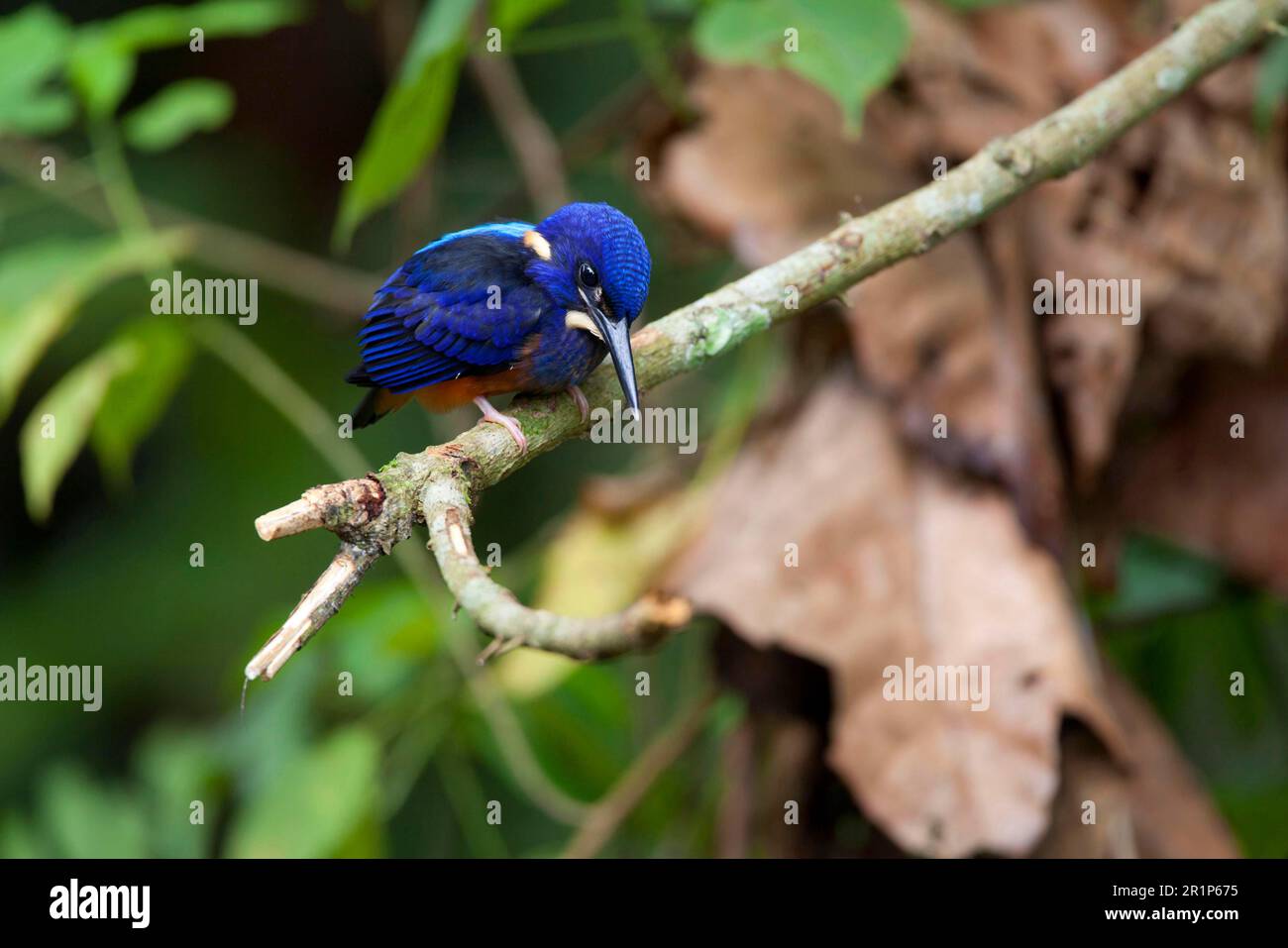 Shining-blue kingfisher (Alcedo quadribrachys), Shining Kingfisher ...