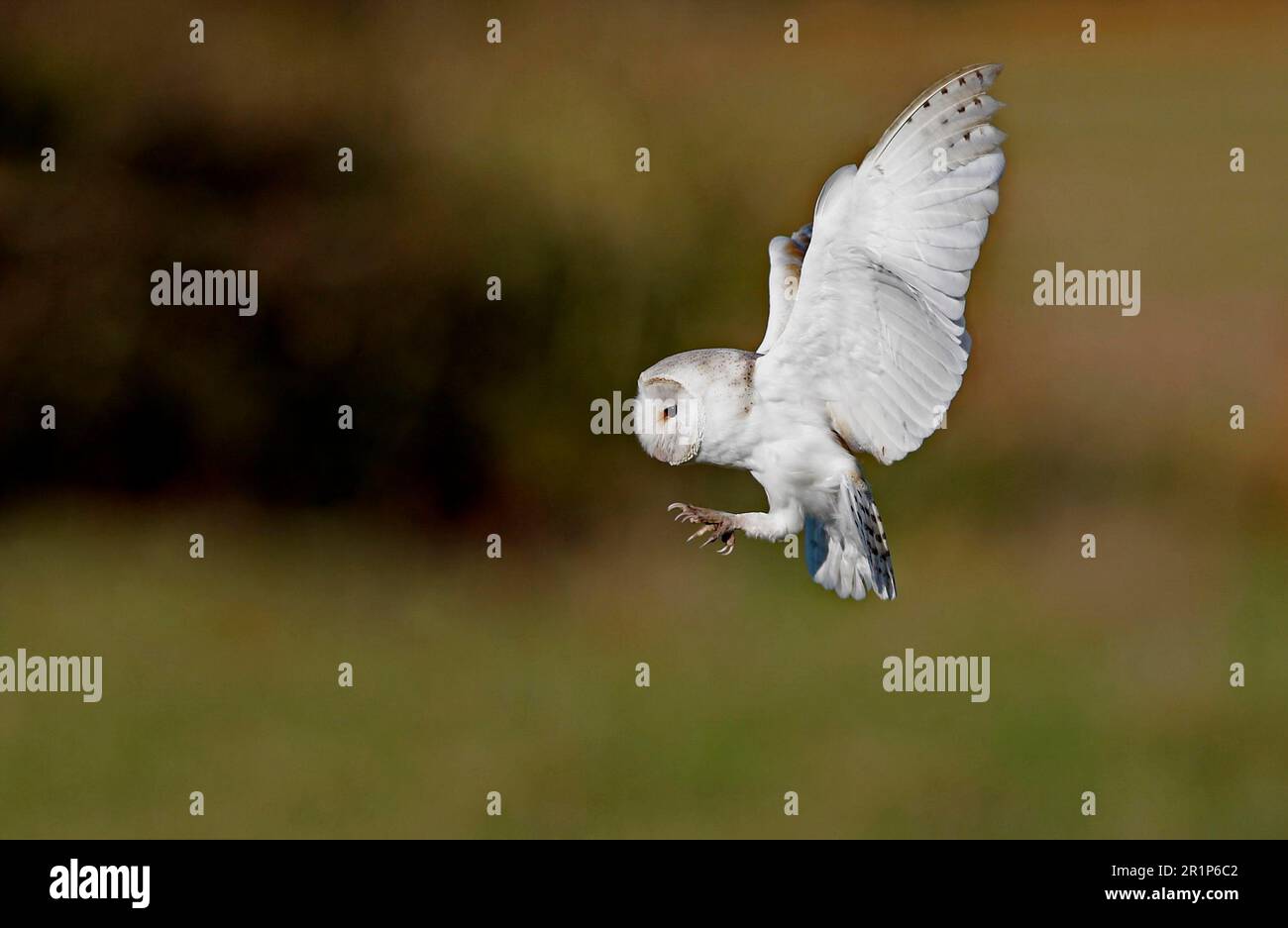 Barn Owl, common barn owls (Tyto alba), Owls, Animals, Birds, Barn Owl