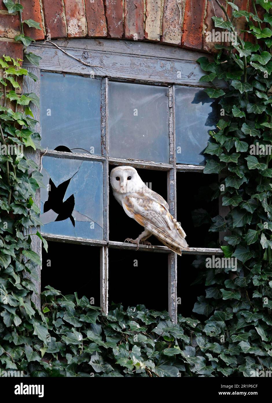 Barn Owl, common barn owls (Tyto alba), Owls, Animals, Birds, Barn Owl adult, perched at window of old farm, Norfolk, England, Great Britain Stock Photo