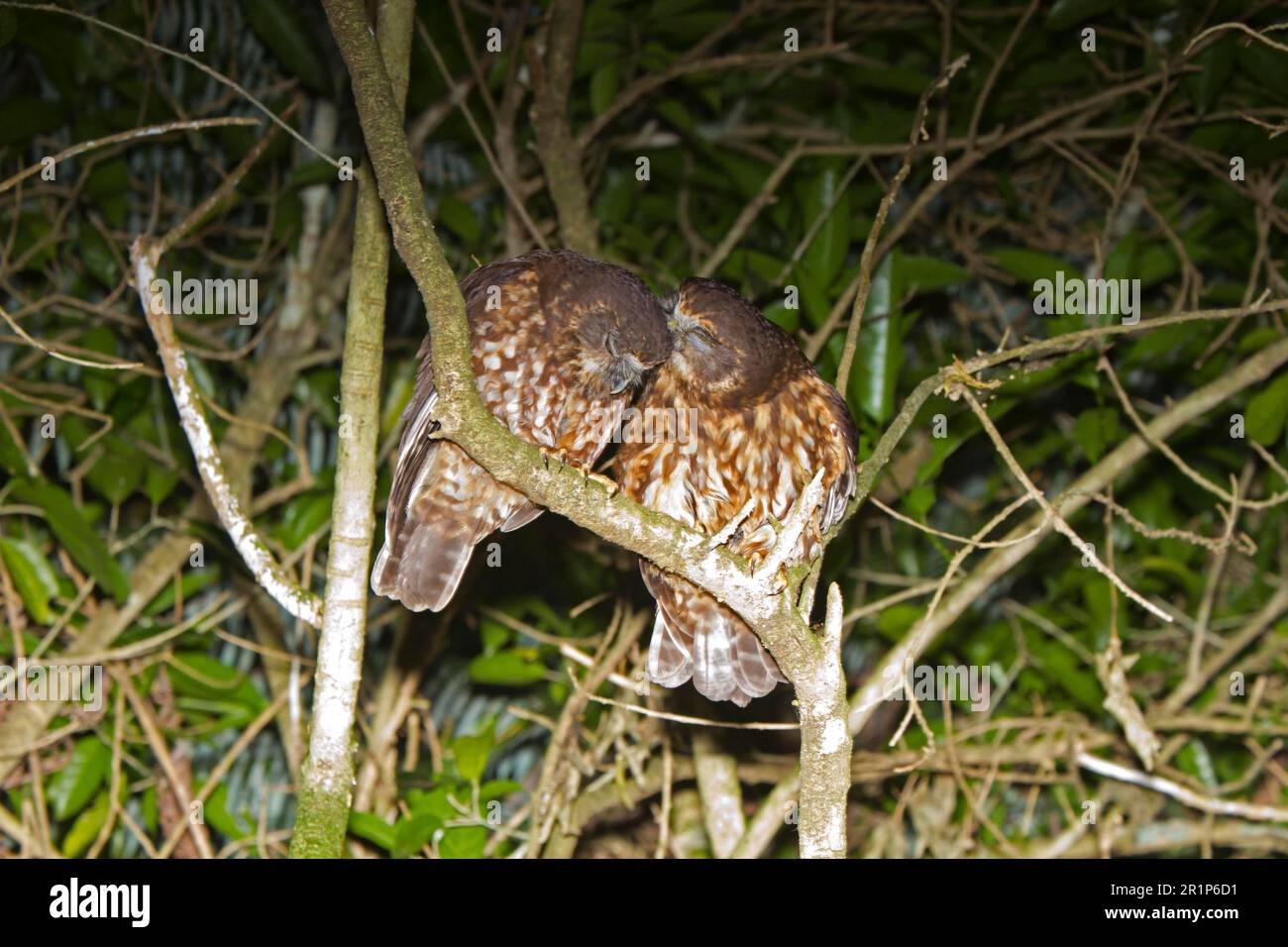 Southern Boobook (Ninox novaeseelandiae) adult pair, mutual preening, perched on branch at night, New Zealand Stock Photo