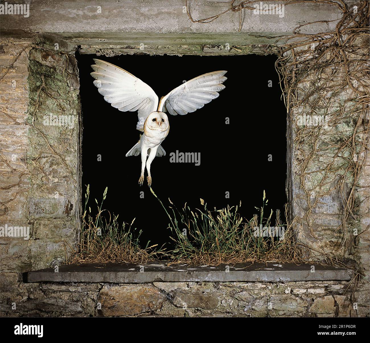 Barn Owl, common barn owls (Tyto alba), Owls, Animals, Birds, Barn Owl