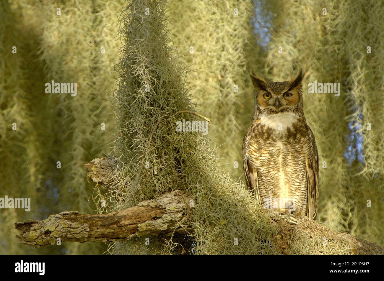 Great Horned Owl (Bubo virginianus) adult, roosting in tree amongst Spanish Moss (Tillandsia sp.), Florida (U.) S. A Stock Photo